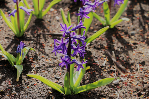 Spring flowers outside of City Hall.