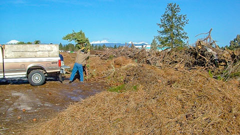 Man throwing plant clippings and yard debris into a large pile.