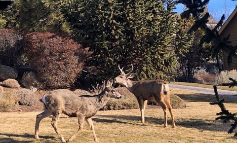 Deer in Bend.