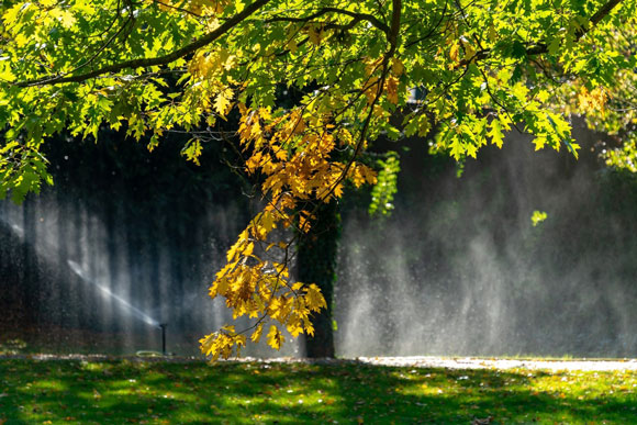 Sprinkler watering a tree.