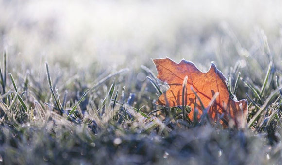 Leaf laying on frosty grass.