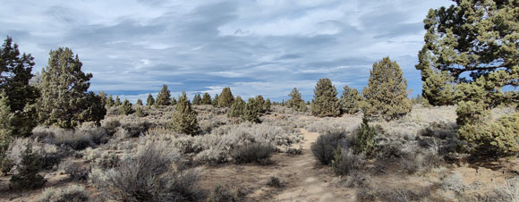 Shrubs and trees off of Stevens Road.