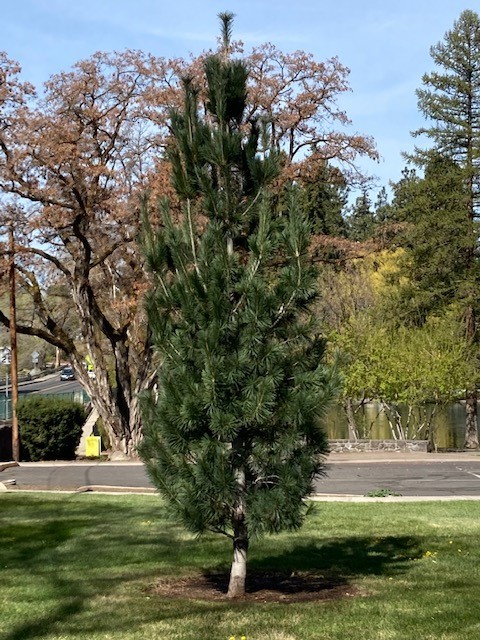 Vanderwolf Pine Tree