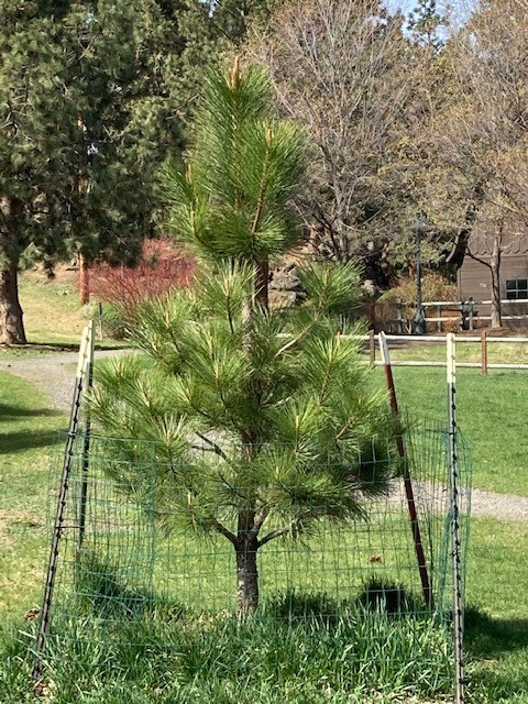 Ponderosa Pine