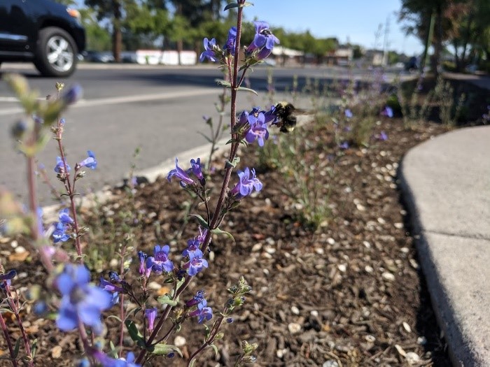 Pollinator Pathways Photo