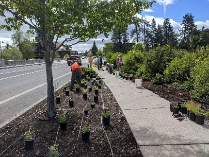 Pollinator Pathway Planting with drip lines