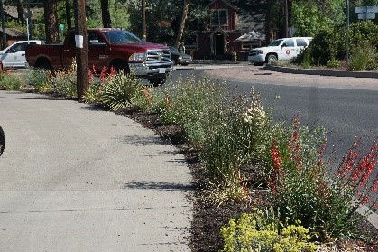 Plants in the pathway in mid bloom