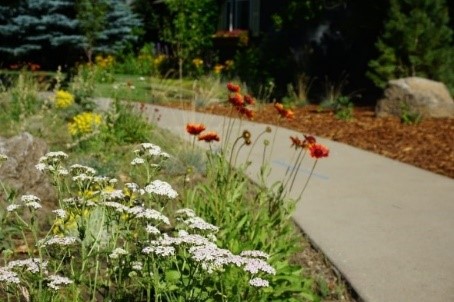 Pathway flowers in full bloom