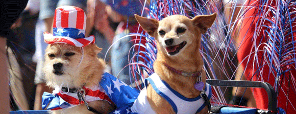 Two small dogs dressed up for 4th of July.