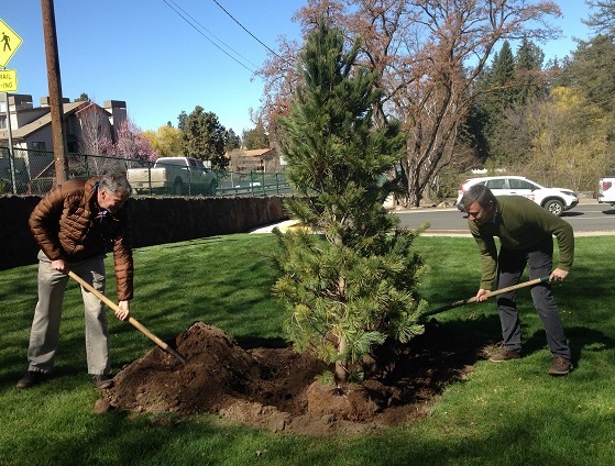 TREE PLANTING