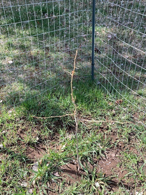 Ginko Seedling