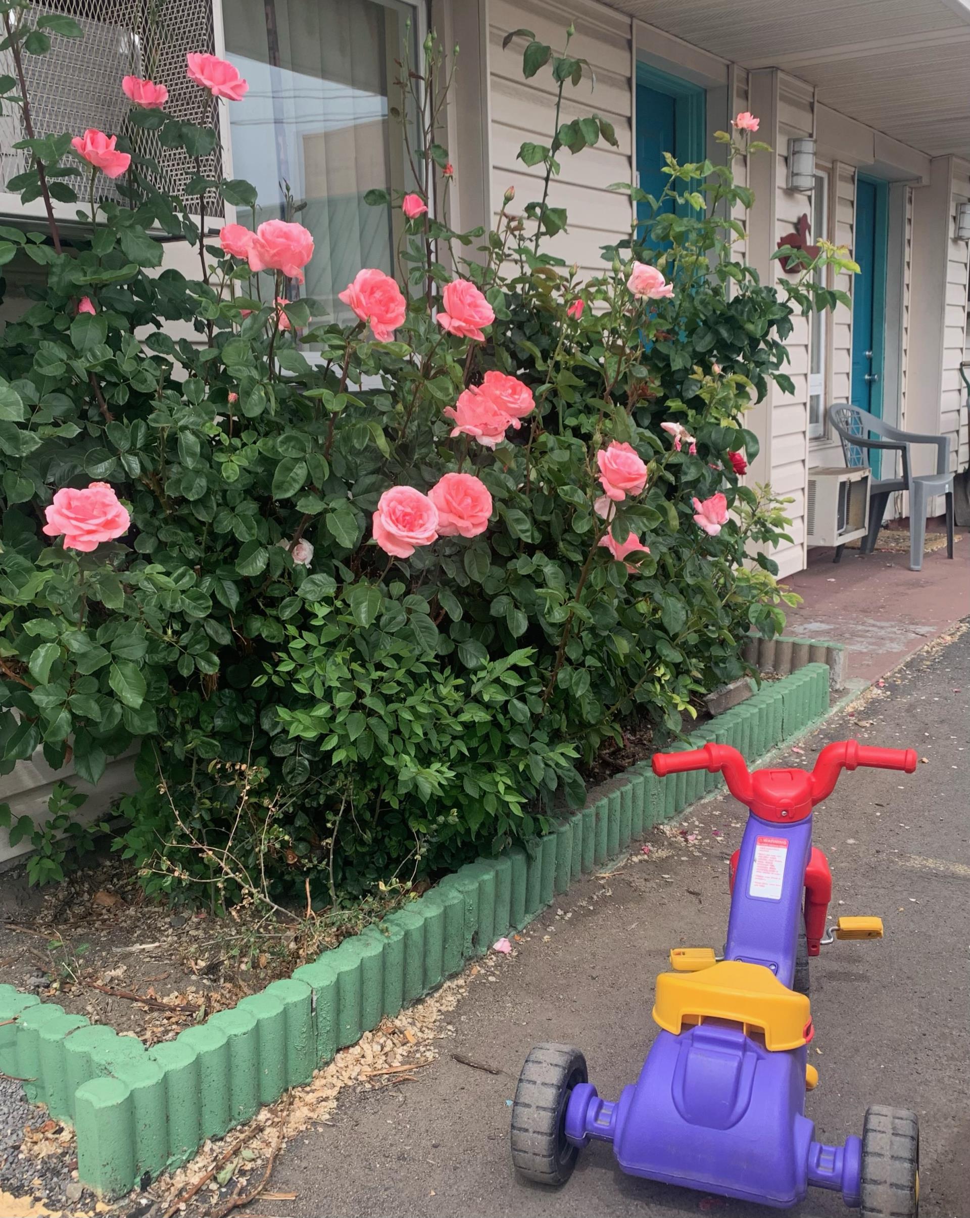 Blooming rosebush and tricycle in front of the Franklin Avenue Shelter.