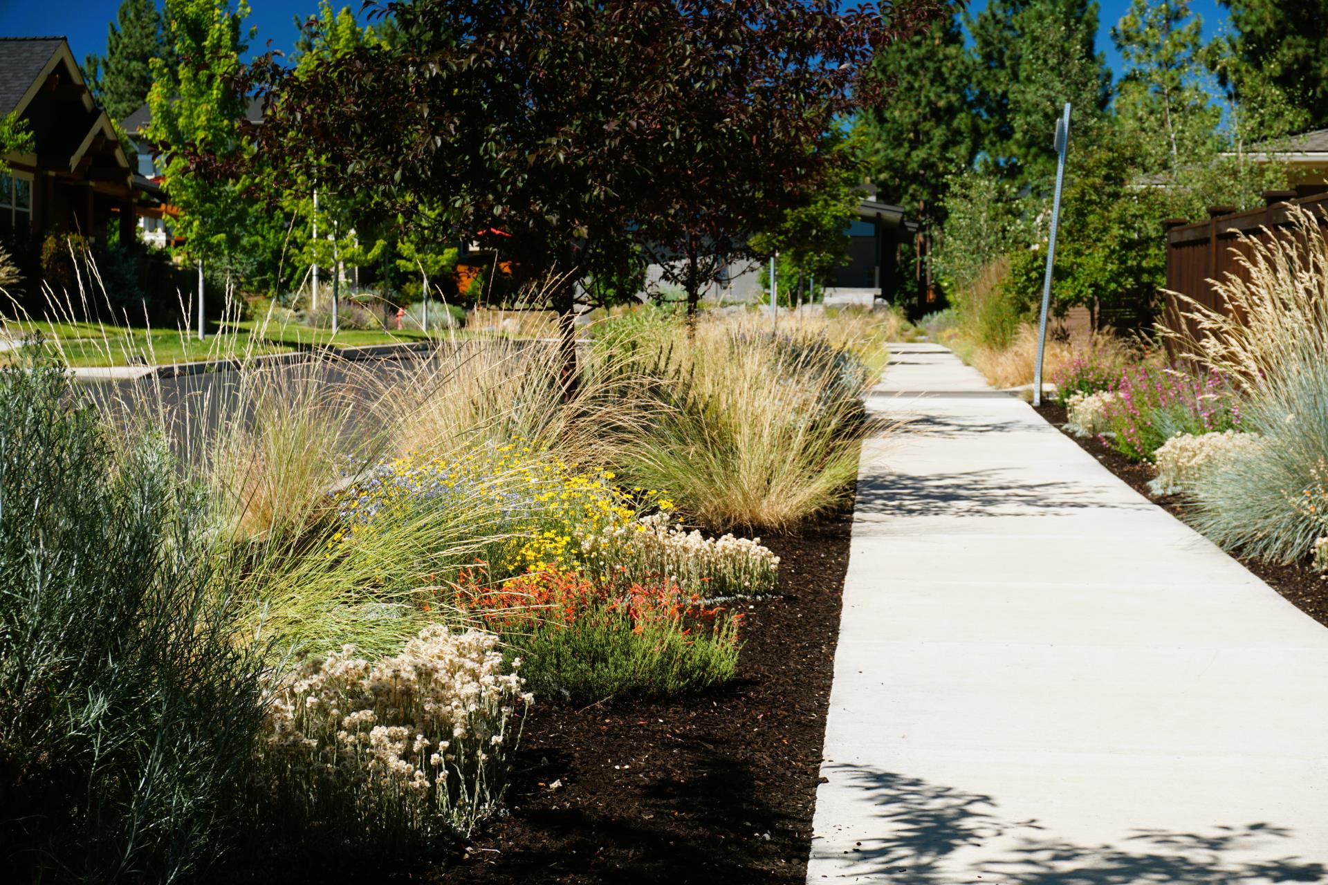 Native Plants along sidewalk