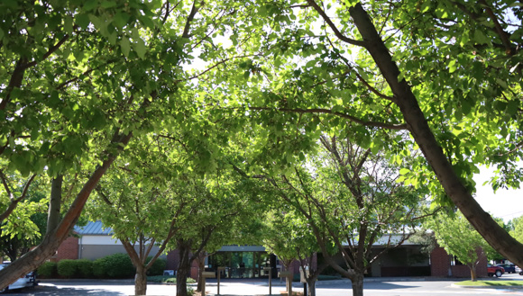 A calm image of green leaves on trees in front of Bend City Hall.