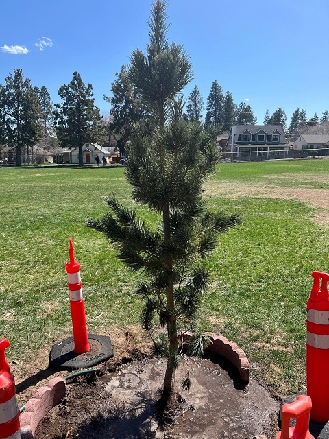 Westside School Tree Planting - Vanderwolf Pine