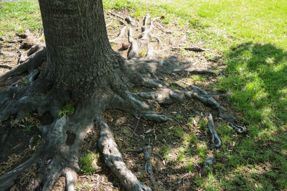 Image of tree roots.