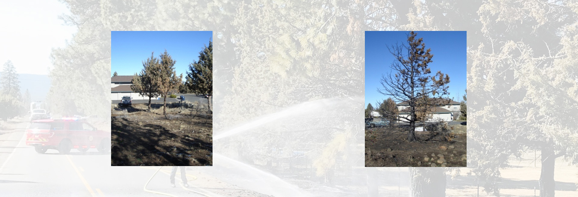 A juniper tree and grasses burned from a fire