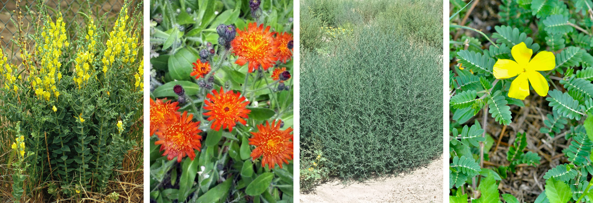 Four common noxious weed varieties that grow in Central Oregon