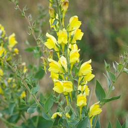 Dalmatian Toadflax, long stem with yellow flowers