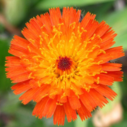 Orange Hawkweed, bright orage blooms