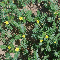 Puncturevine, crawling week with small yellow flowers