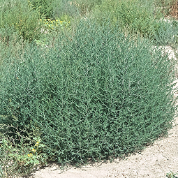 Russian Thistle, large bush that turns into tumbleweeds when it dies