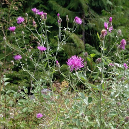 Spotted Knapweed, thorny green stalks with purple blooms