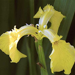 Yellow Flag Iris, tall green stalks with pale yellow flowers