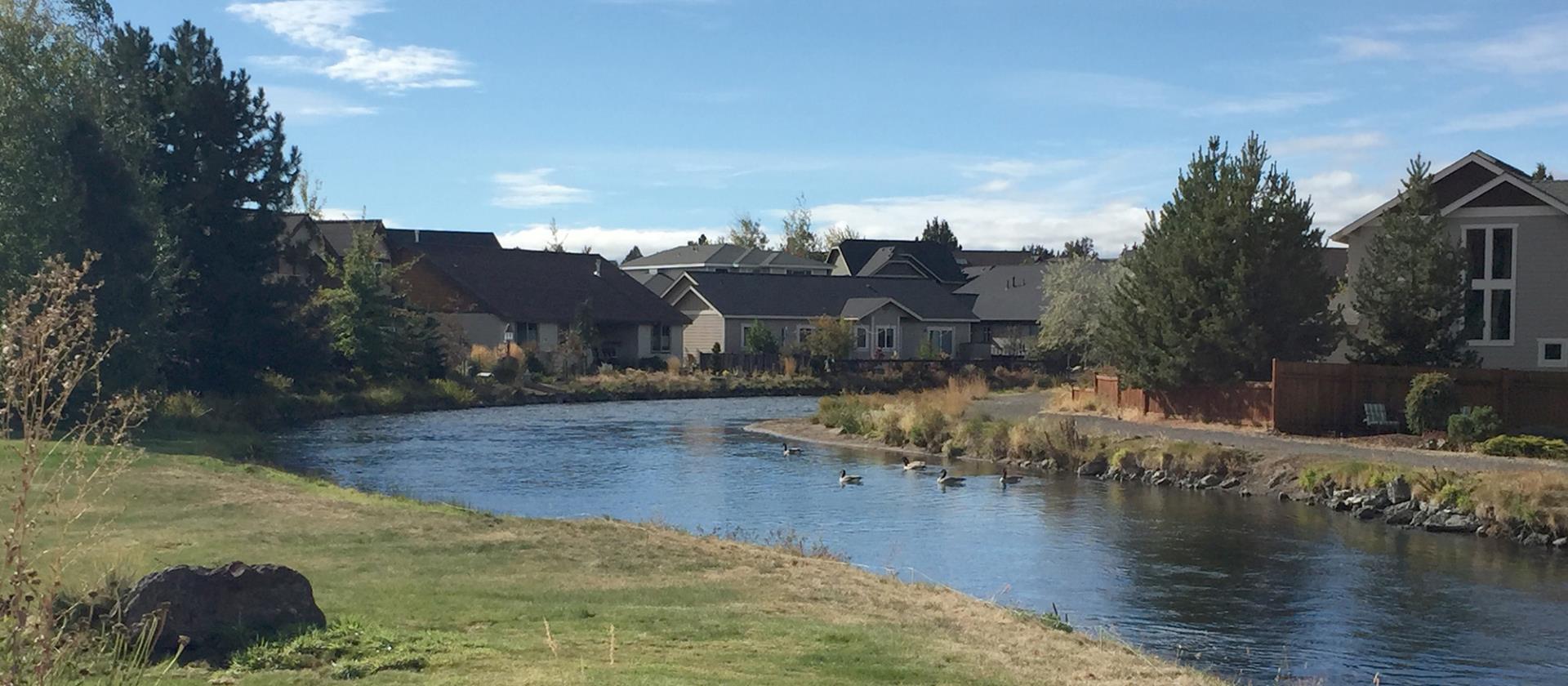 Irrigation ditch with geese swimming and homes in the background