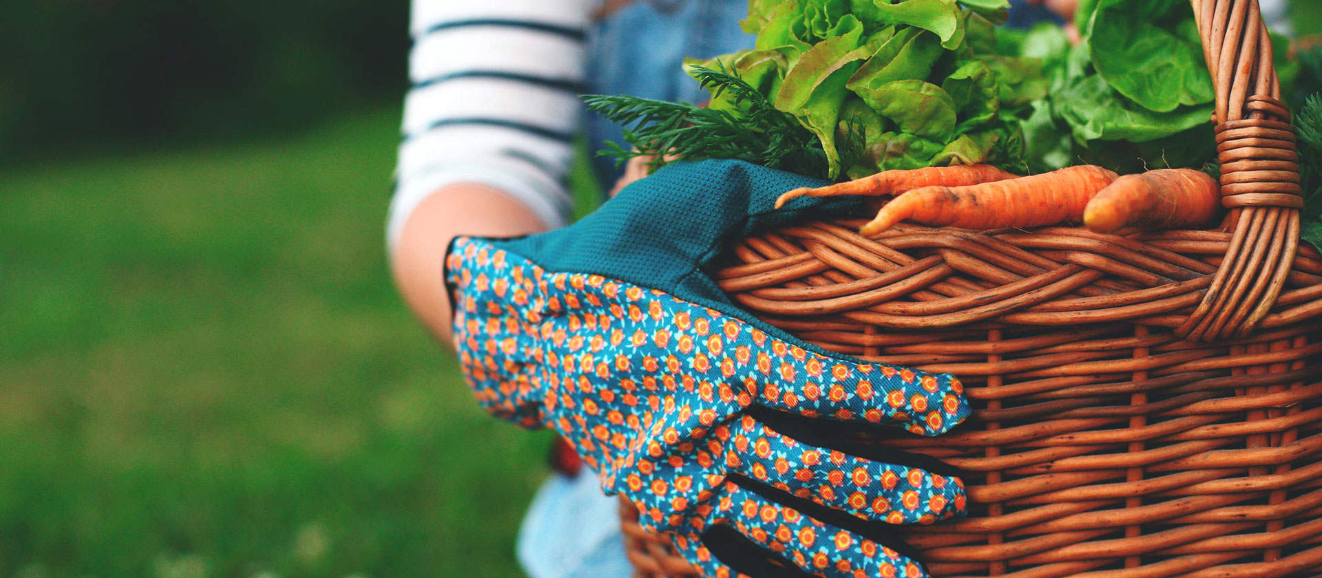 Person with gardening gloves holding basket of carrots, parsley and other vegetables.