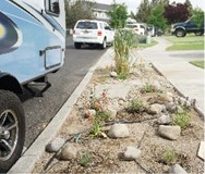 drip line irrigation in planting strip near street