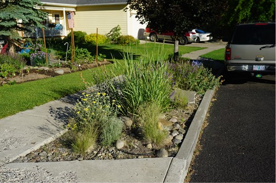 Beautiful waterwise landscape planting strip near street