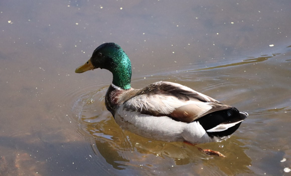 Photo of a mallard duck