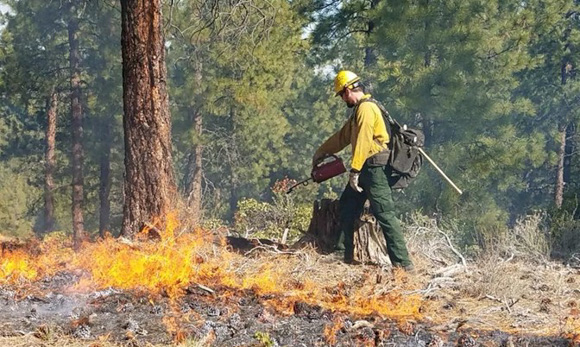 A firefighter monitoring a controlled burn in a pine forest.