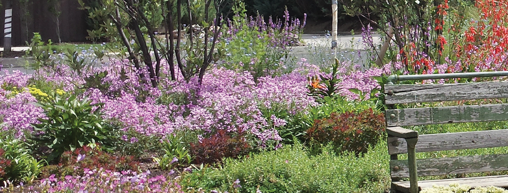 Field of flowers: red and purple. Park bench sitting in the foreground.
