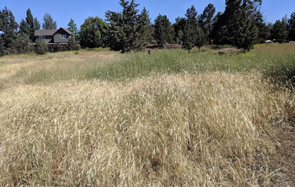 Picture of tall, dry flammable grass