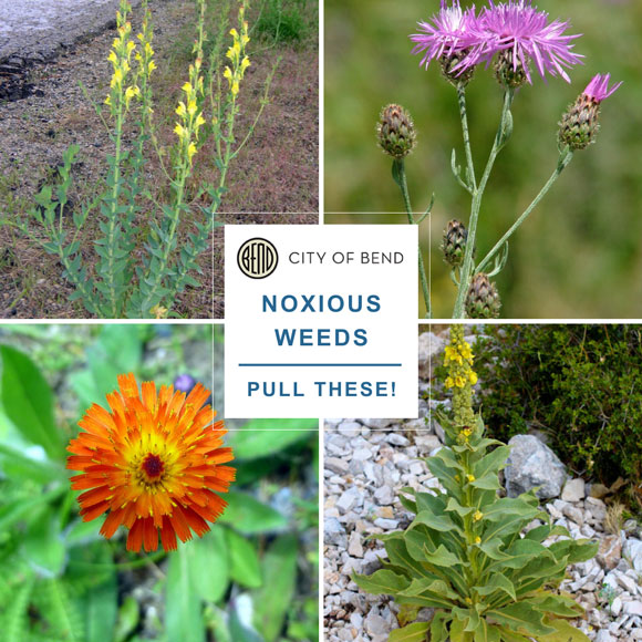 Four pictures of invasive weeds found in central Oregon
