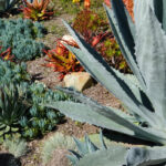 Drought Landscaping