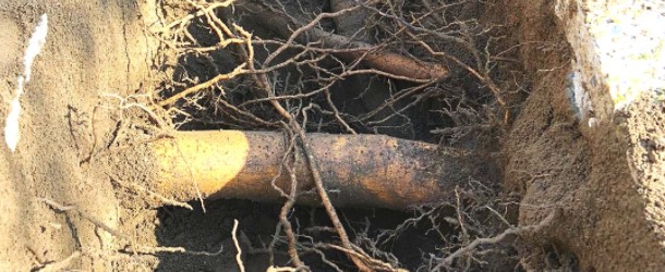 A photo showing a tree's root system exposed using the air spading technique.