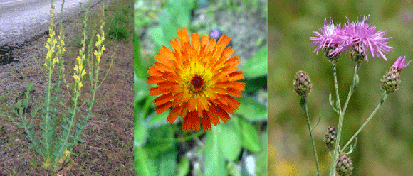 Three different flowers.