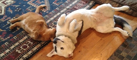 A dog and a cat on their backs.
