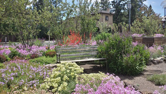 Lavendar, a bench, and other shrubs in a landscape