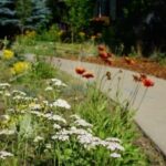 Native Plants along sidewalk
