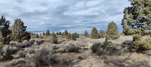 Open field with shrubs.
