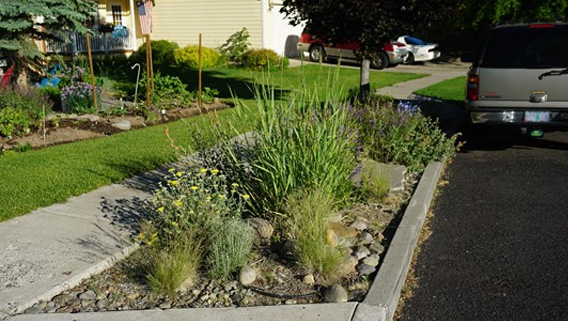 Xeriscaped landscape strip with a sidewalk next to it and street on the other side.