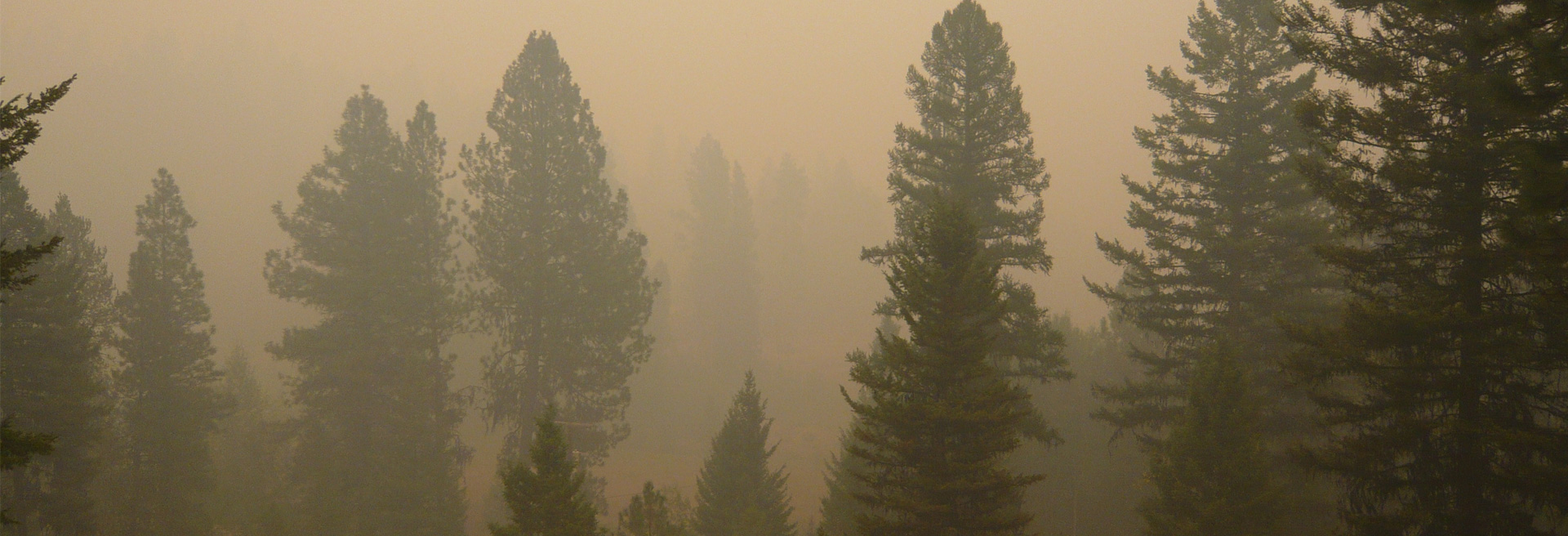 Trees masked by heavy smoke.