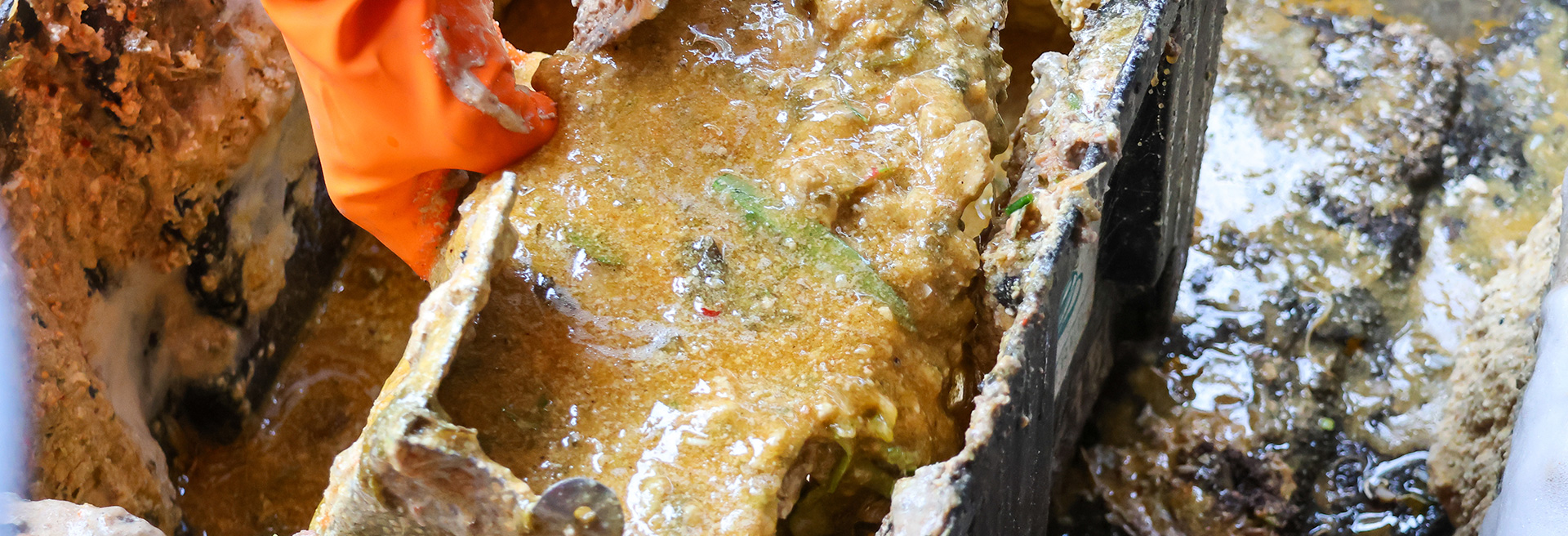 Hand wearing an orange rubber glove picking up a greasy trap filled with fats and oils.