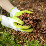 Hands with green gloves on holding brown mulch over a flowerbed.