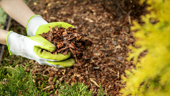 Hands with green gloves on holding brown mulch over a flowerbed.