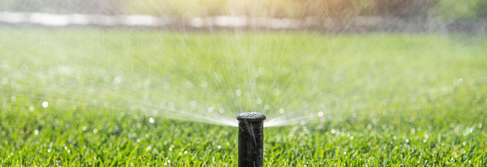 Sprinkler head spraying water on a green lawn.